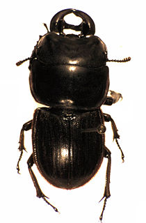 <i>Geodorcus</i> Genus of beetles