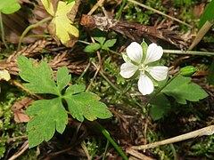 雄蕊が落ち、雌蕊の花柱合生部の先端の5個の花柱分枝が伸びたようす。