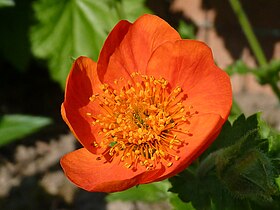 Geum coccineum (Red Avens 'Cooky')