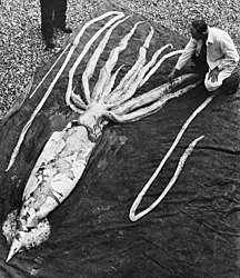 #137 (2/10/1954) Giant squid measuring 9.24 m in total length that washed ashore at Ranheim in Trondheimsfjord, Norway, on 2 October 1954