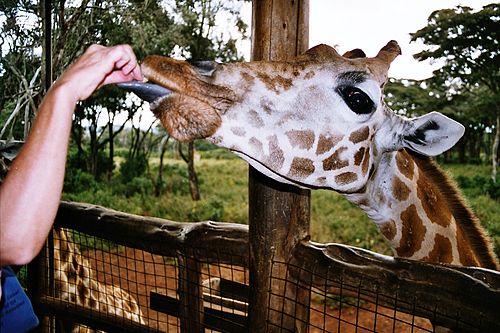 GiraffeCentre things to do in Nairobi