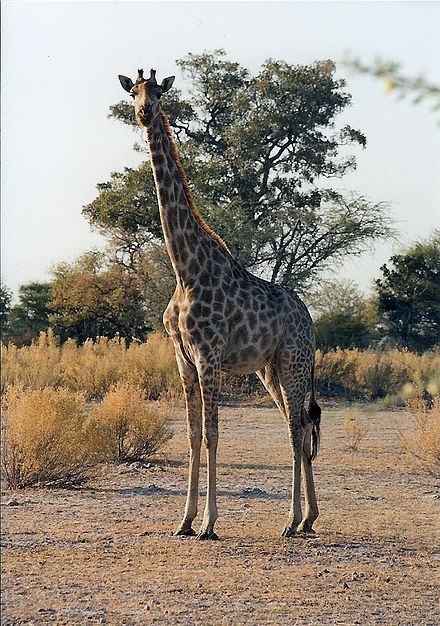 Giraffe in the Okavango Delta