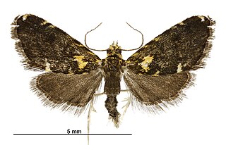 <i>Glaucocharis microdora</i> Species of moth