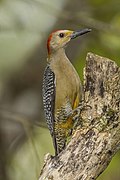 Golden-fronted (Velasquez's) woodpecker (Melanerpes aurifrons) male Copan.jpg