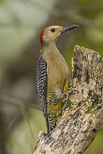 Miniatura para Melanerpes aurifrons