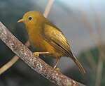 GoldenWhiteEye.jpg