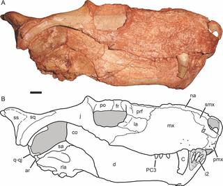 <i>Gorynychus</i> Genus of therapsids from the mid-Permian of Russia