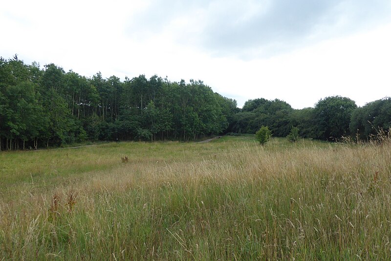 File:Grassland at Brockholes - geograph.org.uk - 5890793.jpg