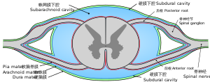 Drawing of cross-section of spinal cord