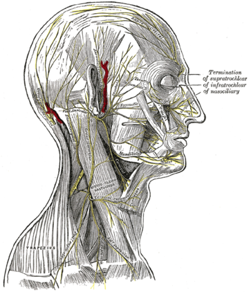 Ramus occipitalis nervi auricularis posterioris