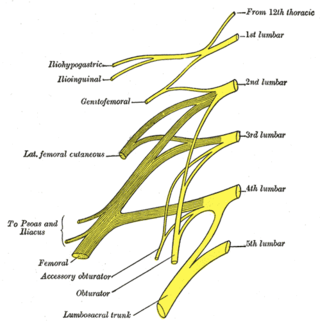 <span class="mw-page-title-main">Lumbar nerves</span>