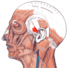 Gray — musculus auricularis anterior.png