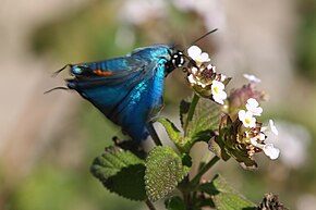 Opis obrazu Great Purple Hairstreak (Atlides halesus) w locie.jpg.