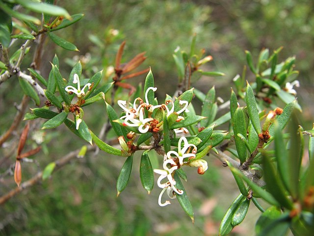 Description de l'image Grevillea australis.jpg.