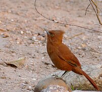 Grey-crested Cacholote (Pseudoseisura unirufa).jpg