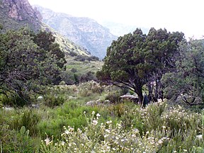 Typical flora found at the mid elevations of the Guadalupe Mountains.