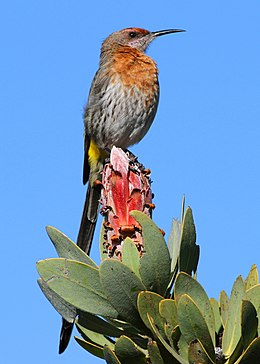 Gurney's Sugarbird, Promerops gurneyi at Marakele National Park.jpg