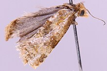 Gynnidomorpha vectisana1.jpg 