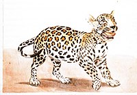 Jaguar sechs Monate alt (1828 )
