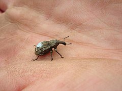 Hadramphus tuberculatus recaptured during mark recapture study at Burkes Pass Scenic Reserve