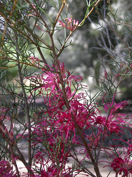 Файл:Hakea purpurea.JPG