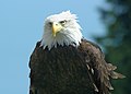 Latina: Haliaeetus leucocephalus English: Bald Eagle Deutsch: Weißkopfseeadler