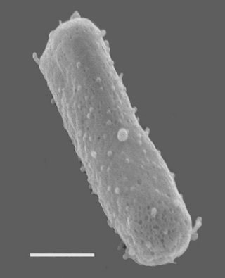 <i>Halobacterium salinarum</i> Species of archaeon