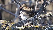 Thumbnail for File:Harris's Sparrow (8199272624).jpg