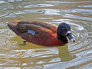 Die Hartlaubente ist ein Enten