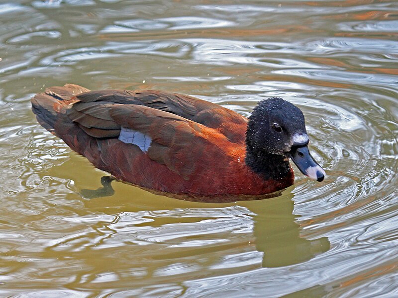 File:Hartlaub's Duck RWD.jpg