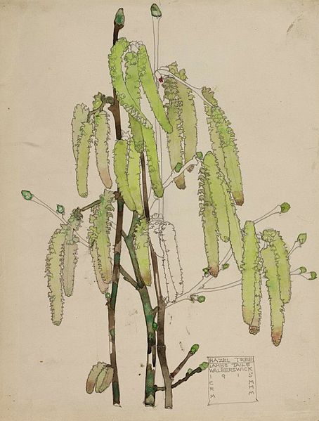File:Hazel Tree Lambs Tails - Walberswick - Charles & Margaret Mackintosh - 1915.jpg
