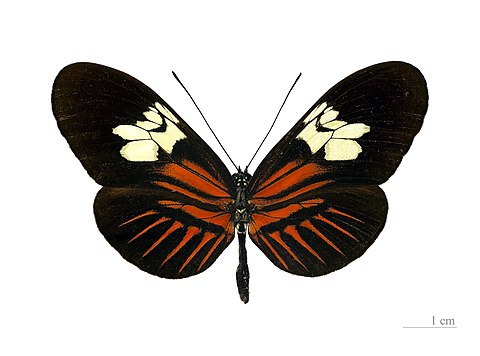 ♀ - Dorsal side