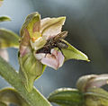 Epipactis helleborine