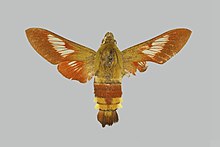 Hemaris dentata BMNHE274260 זכר up.jpg