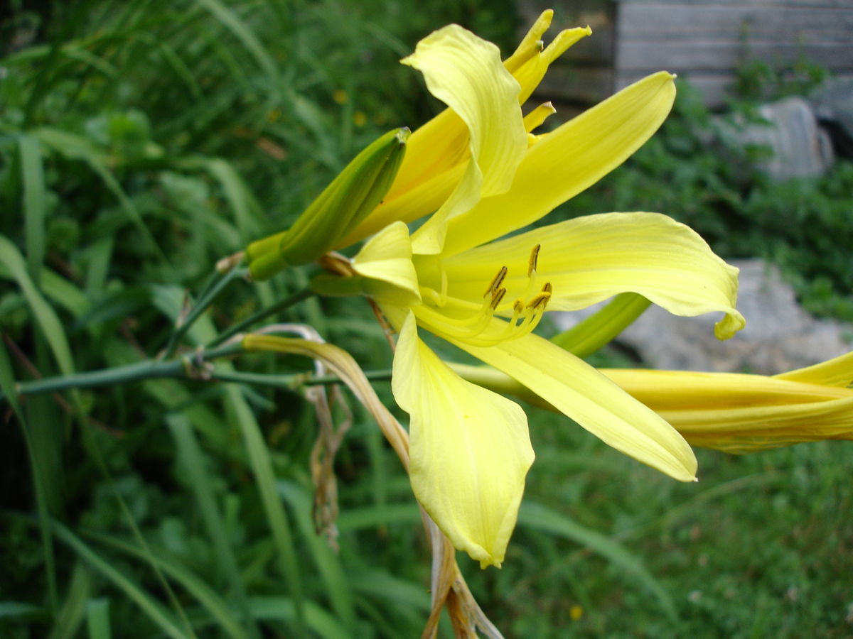 Sazenice Hemerocallis citrina: jak vybrat ty správné