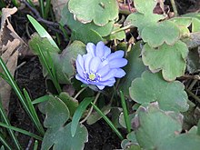 Hepatica transsilvanica02.jpg