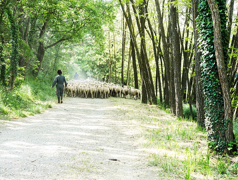 File:Herding sheep, Bonnard.jpg