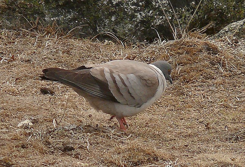 File:Himalayan Pigeon near Dughla.jpg