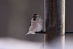 Thumbnail for File:Hoary Redpoll (5308630118).jpg