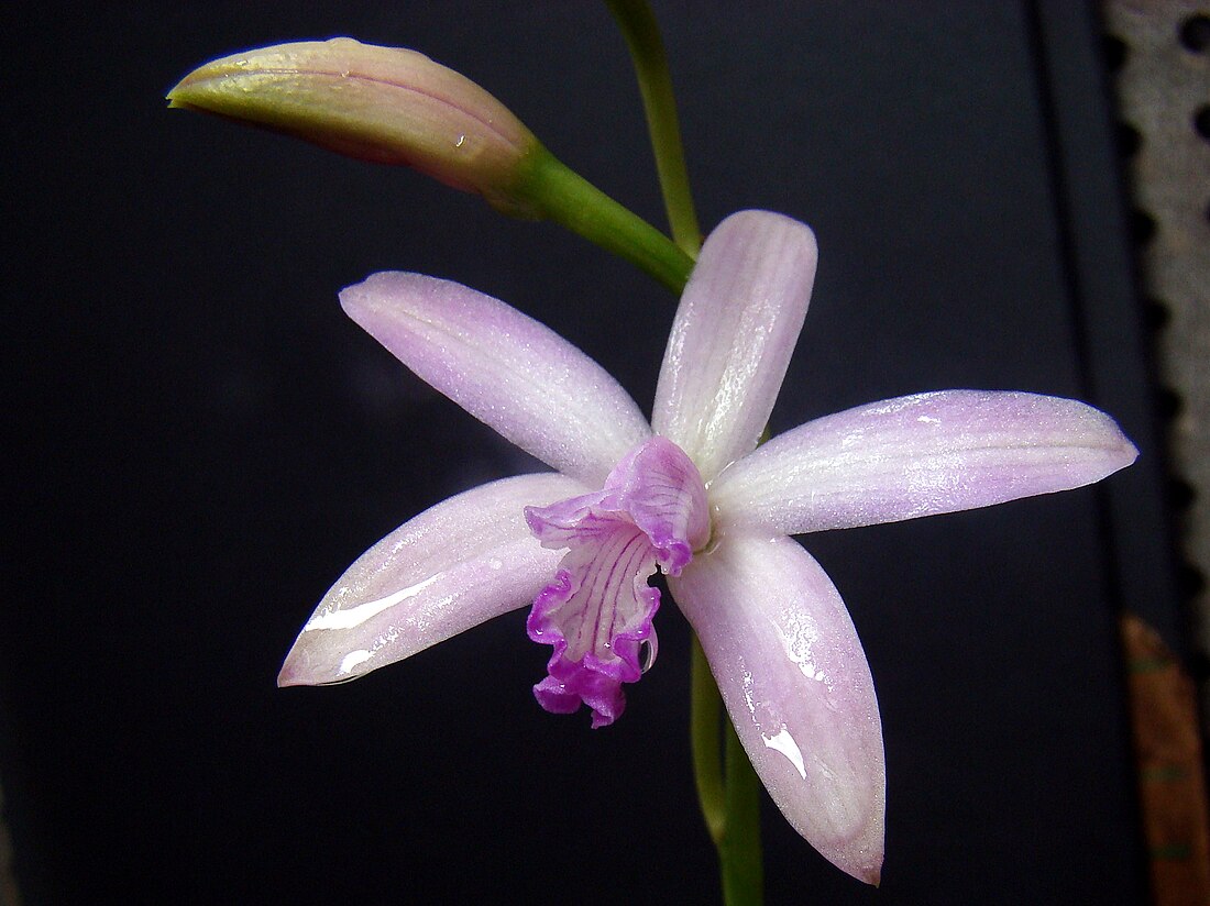 Cattleya caulescens