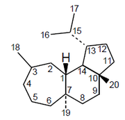 Homoverrucosano - Numeración.png