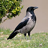 Hooded Crow (Corvus cornix) (11).jpg
