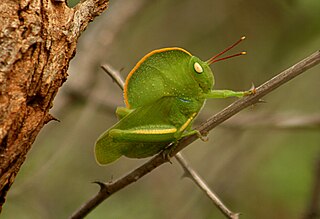 Teratodinae Subfamily of grasshoppers