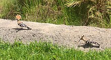 Hoopoes dilihat di Tenerife pada bulan juli 2021