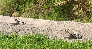 Eurasian Hoopoe