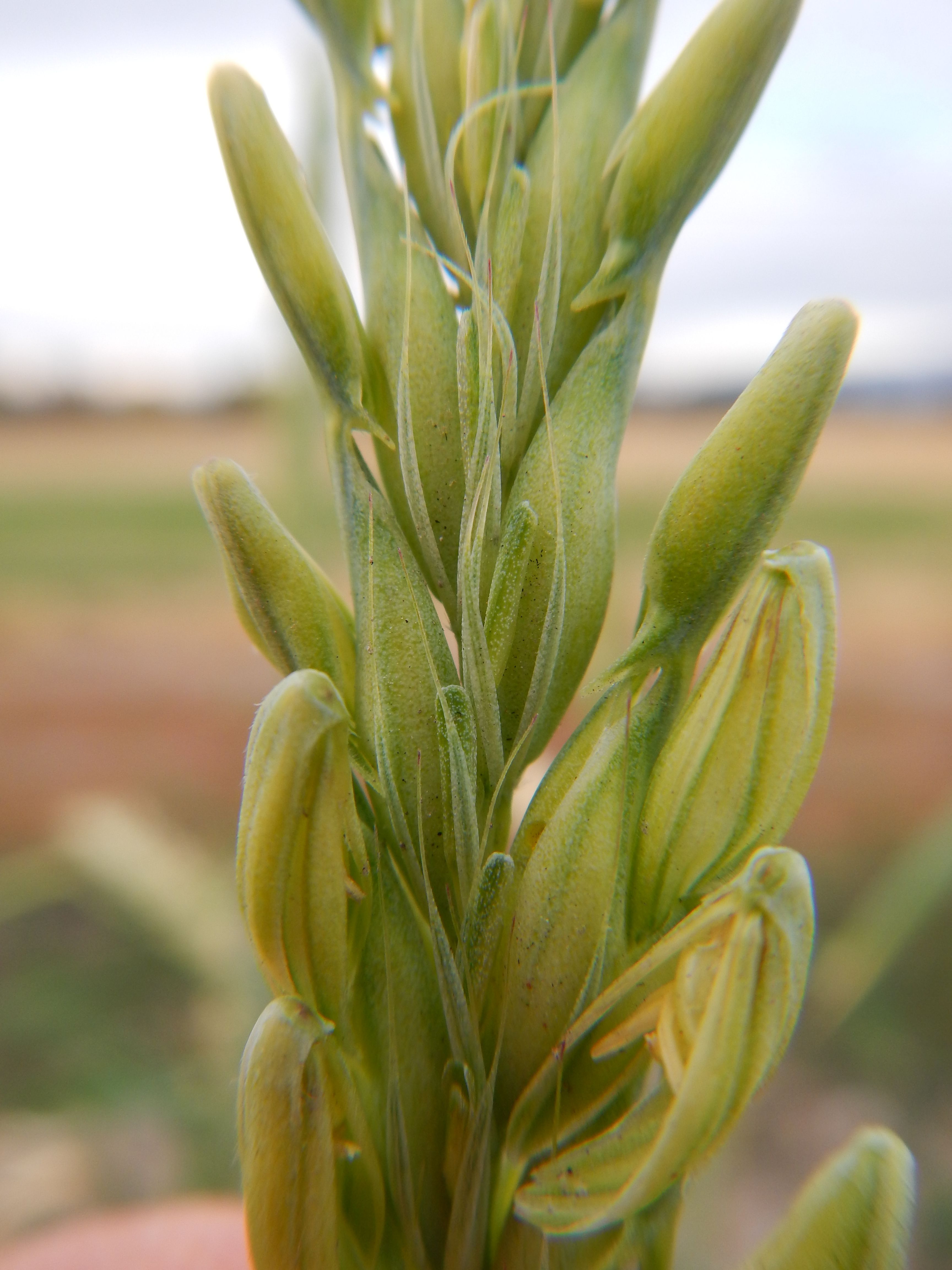Hordeum vulgare (hooded 2-row barley) (21875165925).jpg