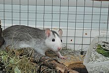 Un rat gris et blanc de type husky, vu de profil