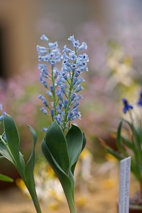 Hyacinthella acutiloba