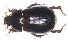 Hybosorus arator (Illiger، 1803) (2966310437) .jpg