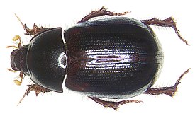 Hybosorus roei